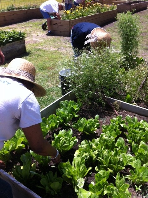 People cultivate lettuce